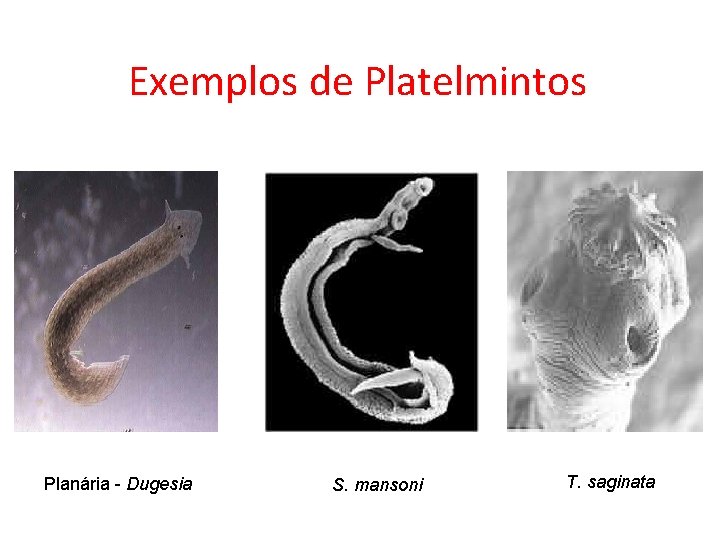 Exemple de platyhelminthes phylum. Platelminți
