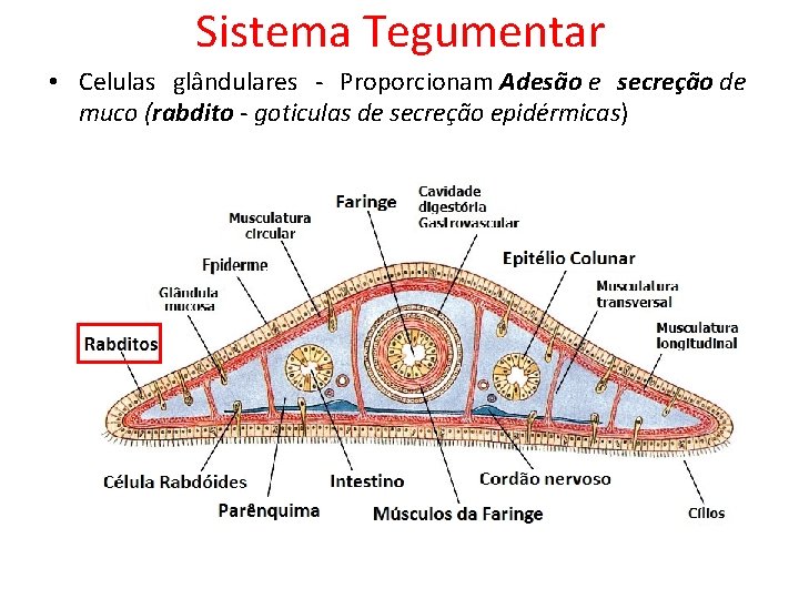 Sistema Tegumentar • Celulas glândulares - Proporcionam Adesão e secreção de muco (rabdito - Sistema Tegumentar • Celulas glândulares - Proporcionam Adesão e secreção de muco (rabdito -