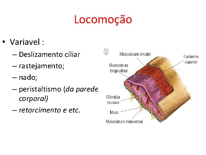 Locomoção • Variavel : – Deslizamento ciliar – rastejamento; – nado; – peristaltismo (da Locomoção • Variavel : – Deslizamento ciliar – rastejamento; – nado; – peristaltismo (da