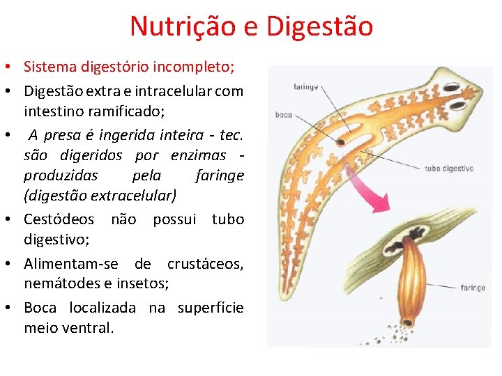 Nutrição e Digestão • Sistema digestório incompleto; • Digestão extra e intracelular com intestino Nutrição e Digestão • Sistema digestório incompleto; • Digestão extra e intracelular com intestino