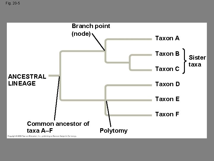 Fig. 20 -5 Branch point (node) Taxon A Taxon B Taxon C ANCESTRAL LINEAGE
