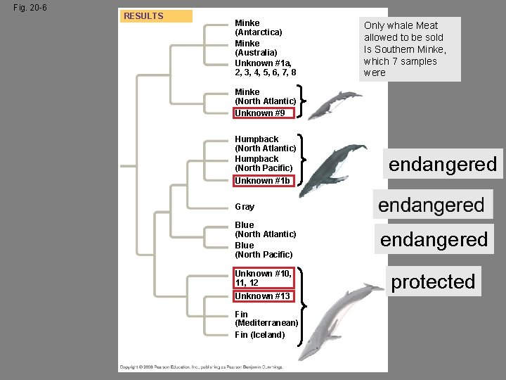 Fig. 20 -6 RESULTS Minke (Antarctica) Minke (Australia) Unknown #1 a, 2, 3, 4,