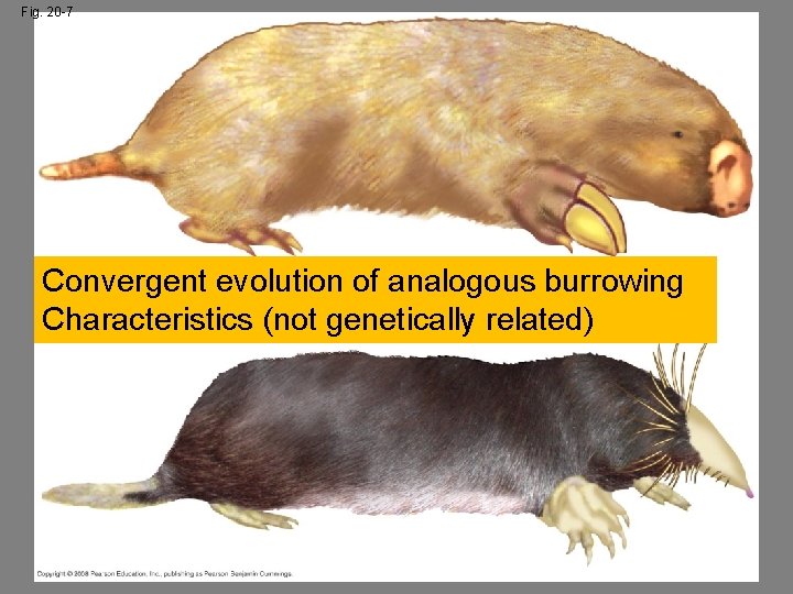 Fig. 20 -7 Convergent evolution of analogous burrowing Characteristics (not genetically related) 