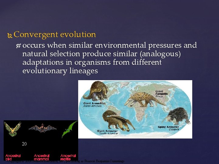  Convergent evolution occurs when similar environmental pressures and natural selection produce similar (analogous)