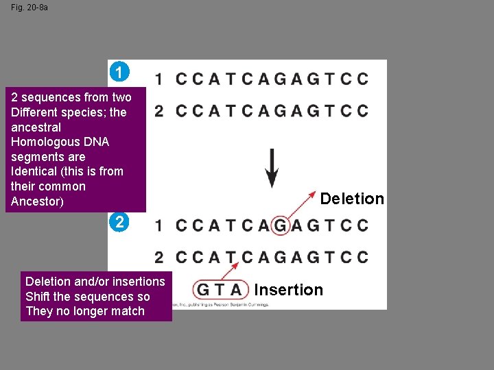 Fig. 20 -8 a 1 2 sequences from two Different species; the ancestral Homologous