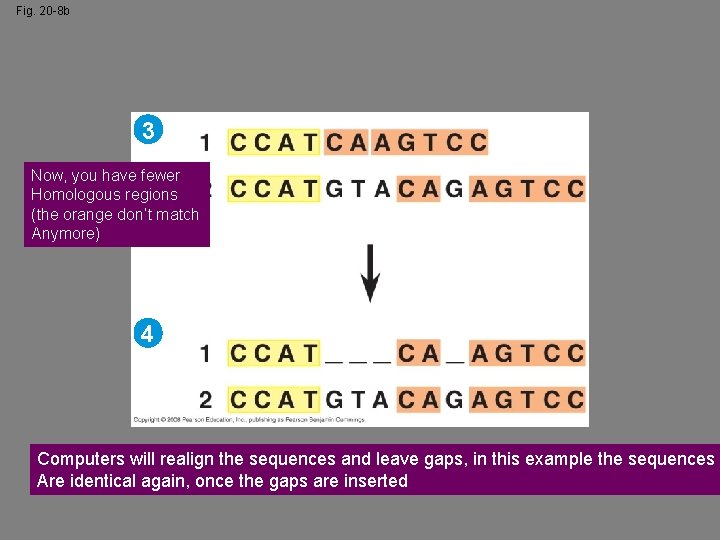Fig. 20 -8 b 3 Now, you have fewer Homologous regions (the orange don’t
