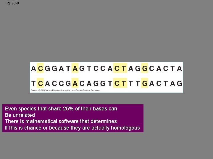 Fig. 20 -9 Even species that share 25% of their bases can Be unrelated