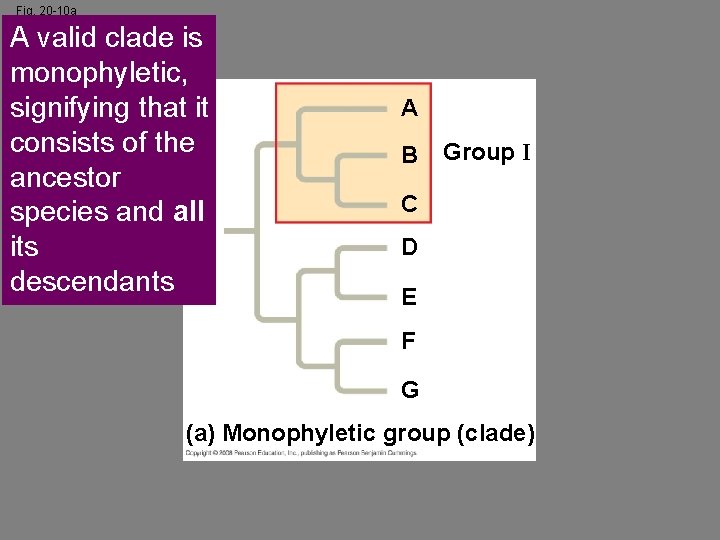 Fig. 20 -10 a A valid clade is monophyletic, signifying that it consists of