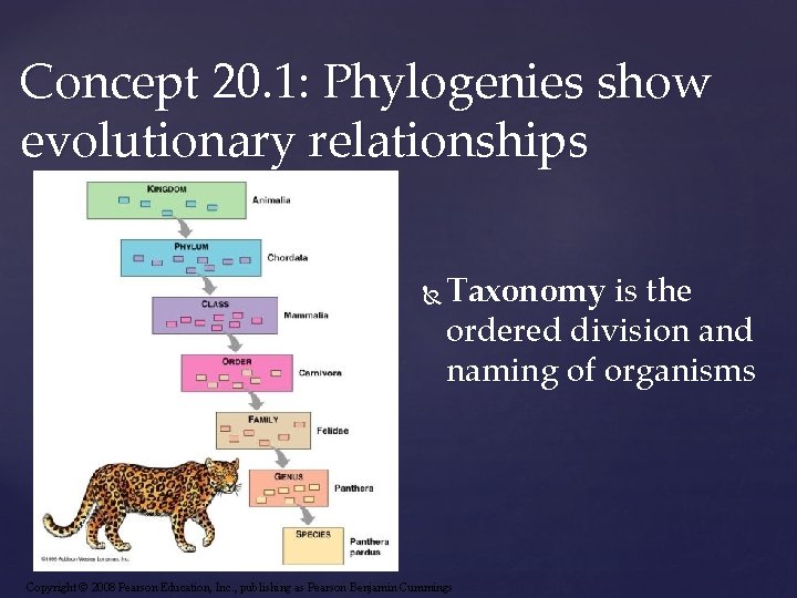 Concept 20. 1: Phylogenies show evolutionary relationships Taxonomy is the ordered division and naming