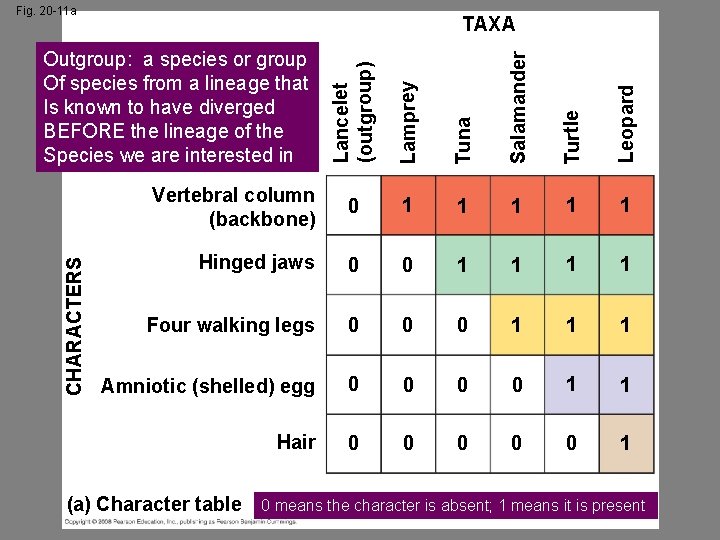 Fig. 20 -11 a TAXA Lancelet (outgroup) Lamprey Tuna Salamander Turtle Leopard CHARACTERS Outgroup: