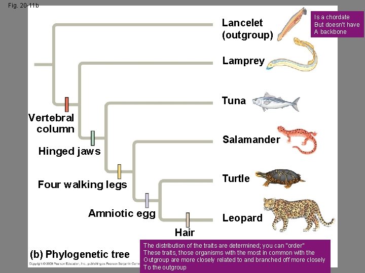 Fig. 20 -11 b Lancelet (outgroup) Is a chordate But doesn’t have A backbone