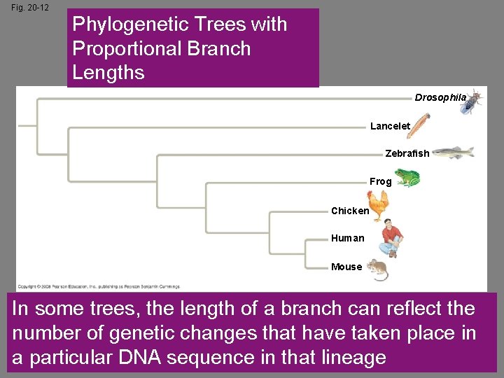 Fig. 20 -12 Phylogenetic Trees with Proportional Branch Lengths Drosophila Lancelet Zebrafish Frog Chicken