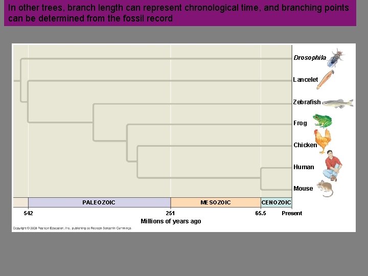 Fig. 20 -13 In other trees, branch length can represent chronological time, and branching