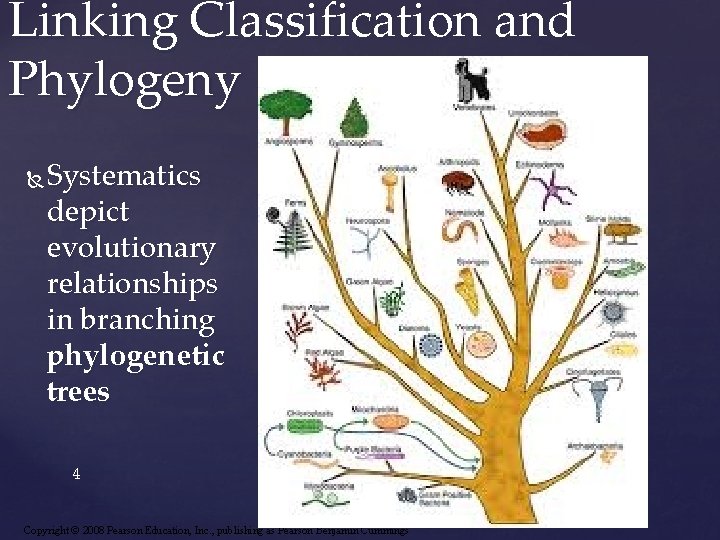 Linking Classification and Phylogeny Systematics depict evolutionary relationships in branching phylogenetic trees 4 Copyright