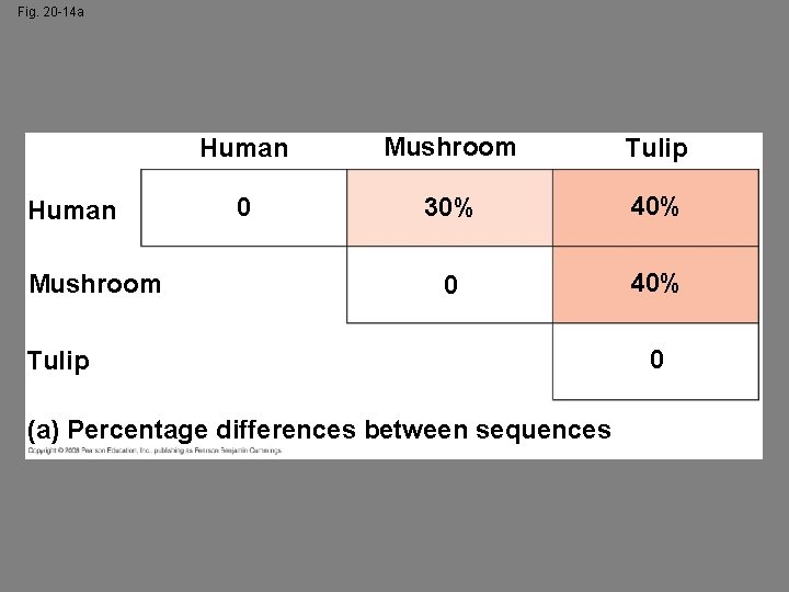Fig. 20 -14 a Human Mushroom Tulip 0 30% 40% 0 40% Tulip (a)
