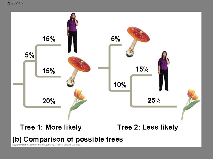 Fig. 20 -14 b 15% 5% 5% 15% 10% 25% 20% Tree 1: More