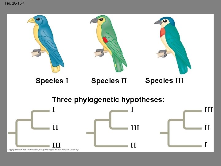 Fig. 20 -15 -1 Species III Species II Three phylogenetic hypotheses: I I III