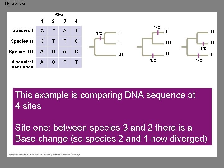 Fig. 20 -15 -2 Site 1 2 3 4 Species I C T A