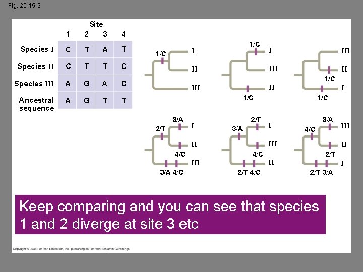 Fig. 20 -15 -3 Site 1 2 3 4 Species I C T A