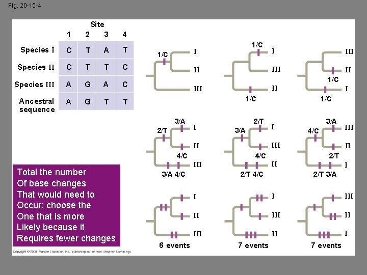 Fig. 20 -15 -4 Site 1 2 3 4 Species I C T A
