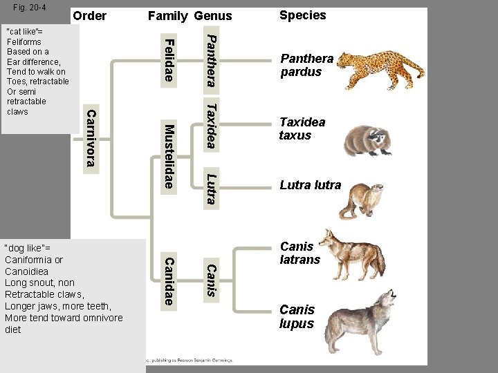 Fig. 20 -4 Family Genus Panthera pardus Taxidea taxus Lutra Mustelidae Lutra lutra Canis