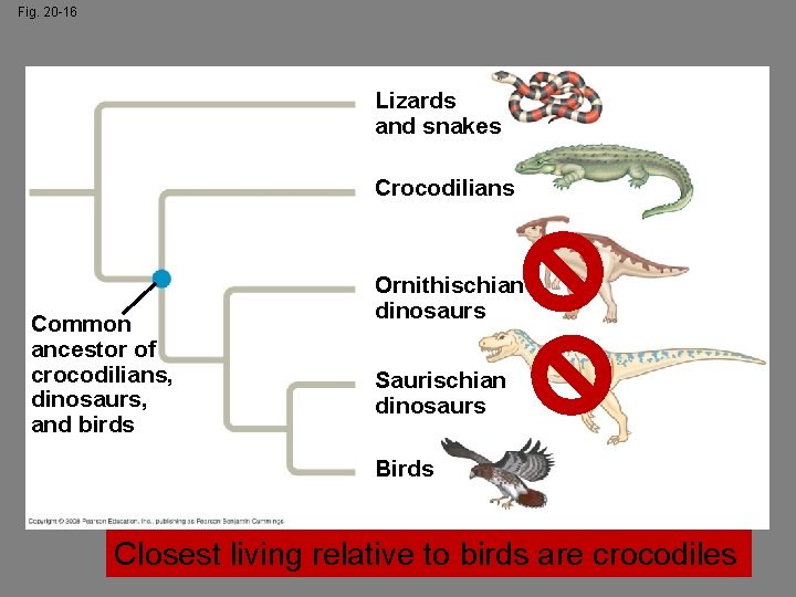Fig. 20 -16 Lizards and snakes Crocodilians Common ancestor of crocodilians, dinosaurs, and birds