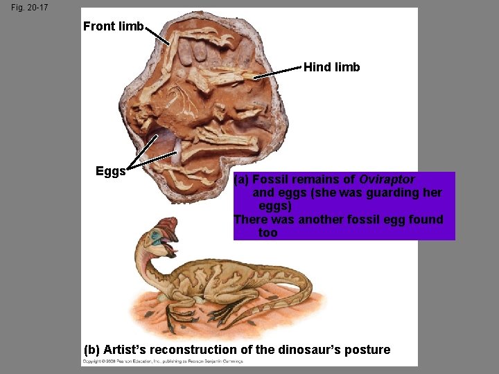 Fig. 20 -17 Front limb Hind limb Eggs (a) Fossil remains of Oviraptor and