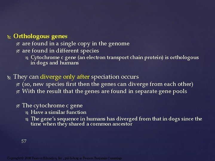  Orthologous genes are found in a single copy in the genome are found