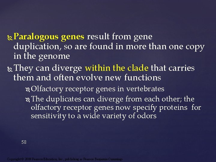 Paralogous genes result from gene duplication, so are found in more than one copy