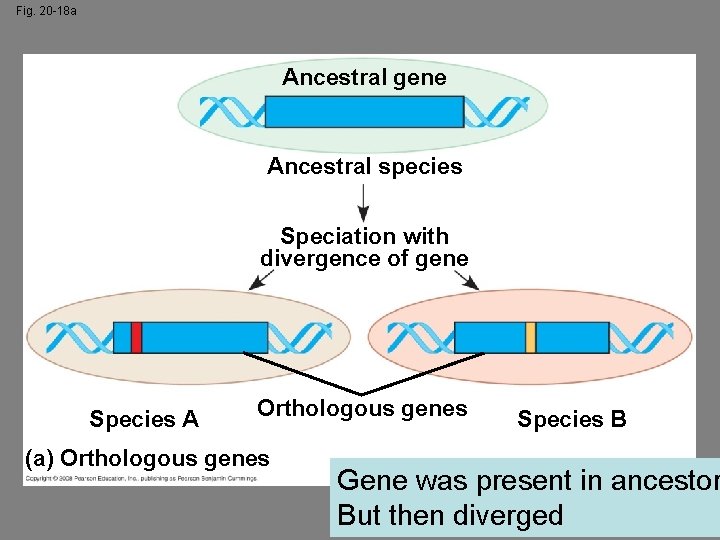 Fig. 20 -18 a Ancestral gene Ancestral species Speciation with divergence of gene Species