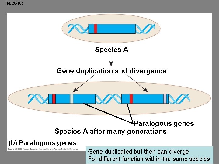 Fig. 20 -18 b Species A Gene duplication and divergence Paralogous genes Species A