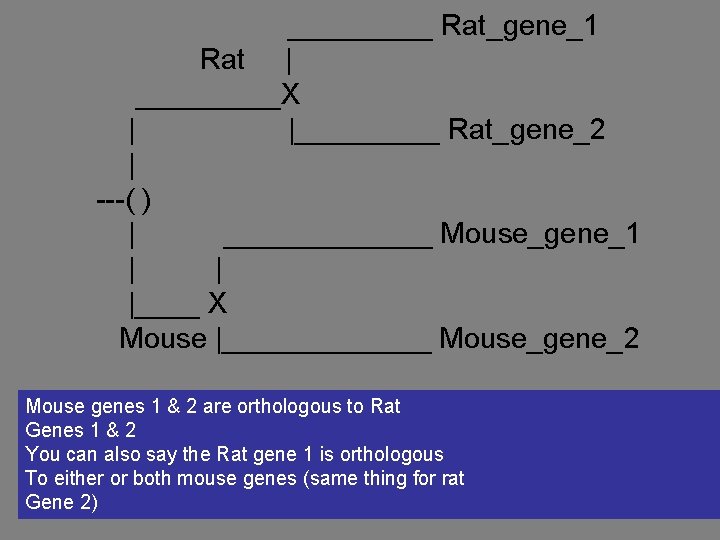 _____ Rat_gene_1 Rat | _____X | |_____ Rat_gene_2 | ---( ) | _______ Mouse_gene_1