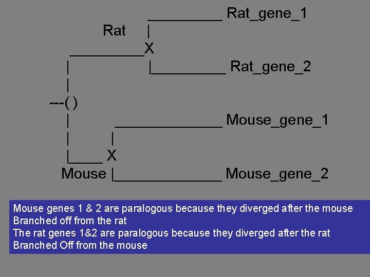 _____ Rat_gene_1 Rat | _____X | |_____ Rat_gene_2 | ---( ) | _______ Mouse_gene_1