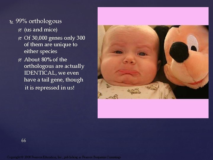  99% orthologous (us and mice) Of 30, 000 genes only 300 of them