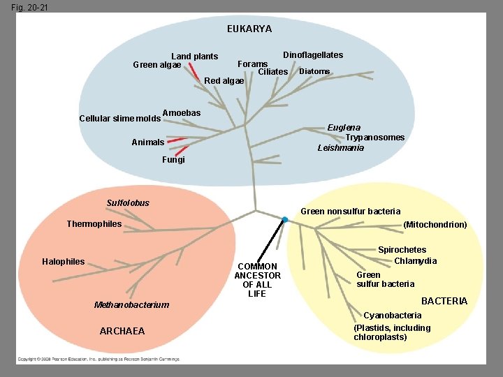 Fig. 20 -21 EUKARYA Dinoflagellates Forams Ciliates Diatoms Red algae Land plants Green algae