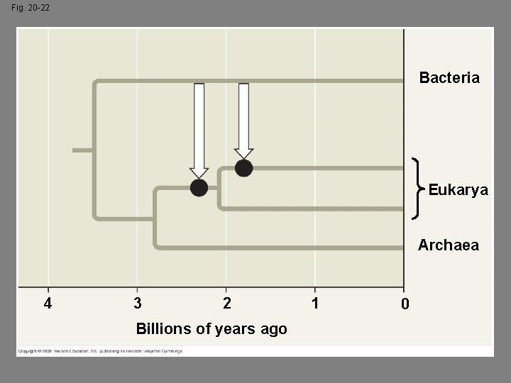 Fig. 20 -22 Bacteria Eukarya Archaea 4 3 2 Billions of years ago 1