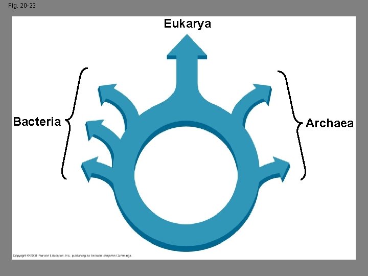 Fig. 20 -23 Eukarya Bacteria Archaea 