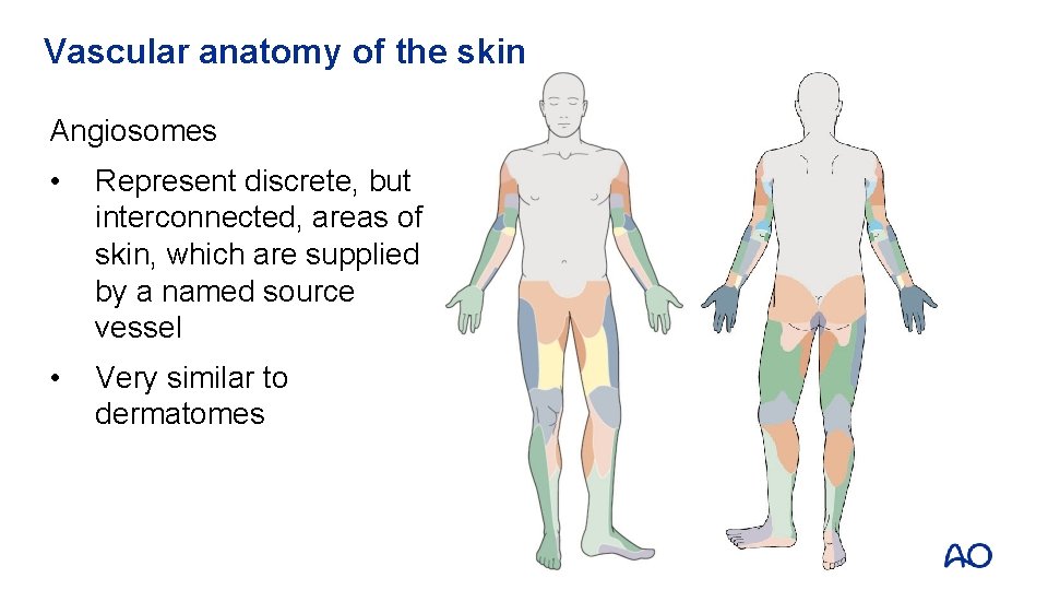 Vascular anatomy of the skin Angiosomes • Represent discrete, but interconnected, areas of skin,