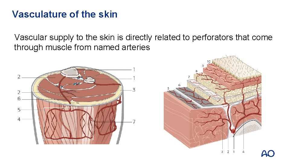 Vasculature of the skin Vascular supply to the skin is directly related to perforators