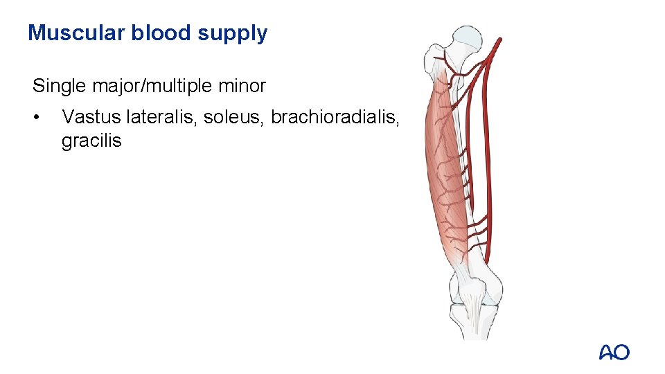 Muscular blood supply Single major/multiple minor • Vastus lateralis, soleus, brachioradialis, gracilis 