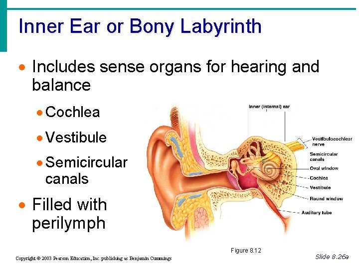 Inner Ear or Bony Labyrinth · Includes sense organs for hearing and balance ·