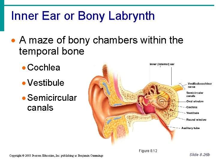 Inner Ear or Bony Labrynth · A maze of bony chambers within the temporal