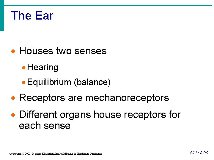 The Ear · Houses two senses · Hearing · Equilibrium (balance) · Receptors are