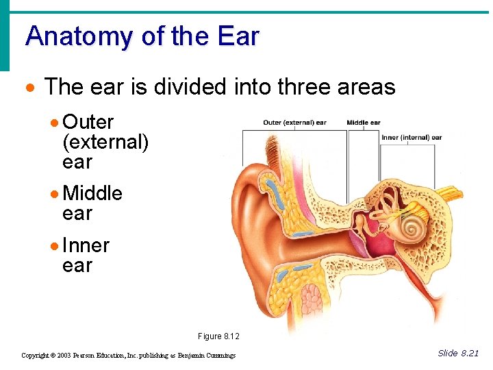 Anatomy of the Ear · The ear is divided into three areas · Outer