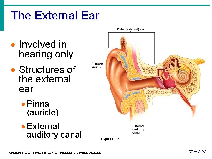 The External Ear · Involved in hearing only · Structures of the external ear
