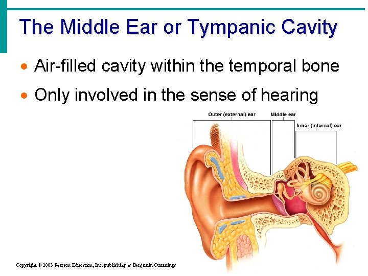 The Middle Ear or Tympanic Cavity · Air-filled cavity within the temporal bone ·