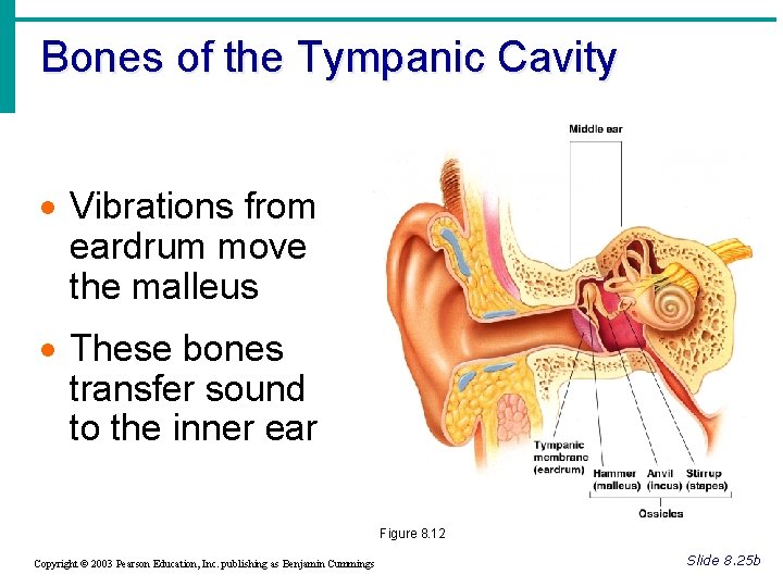 Bones of the Tympanic Cavity · Vibrations from eardrum move the malleus · These