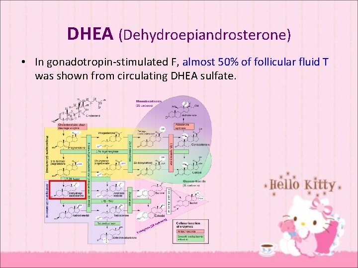 DHEA (Dehydroepiandrosterone) • In gonadotropin-stimulated F, almost 50% of follicular fluid T was shown