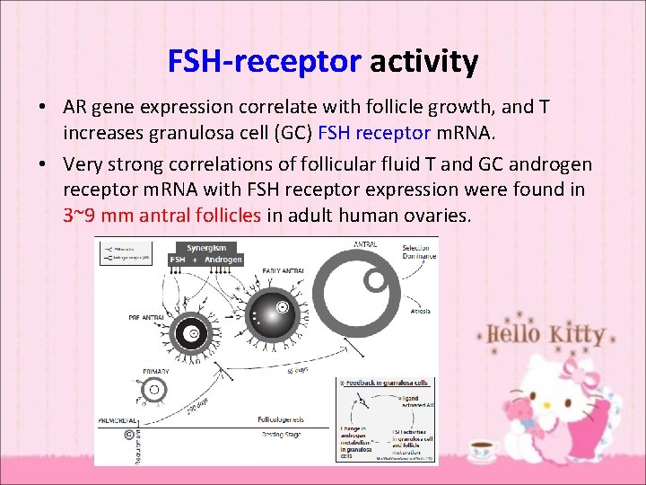 FSH-receptor activity • AR gene expression correlate with follicle growth, and T increases granulosa