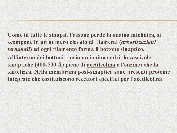 Come in tutte le sinapsi, l'assone perde la guaina mielinica, si scompone in un
